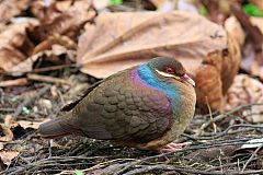 Bridled Quail-Dove